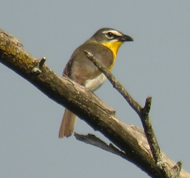 Yellow-breasted Chat 7_5_2020